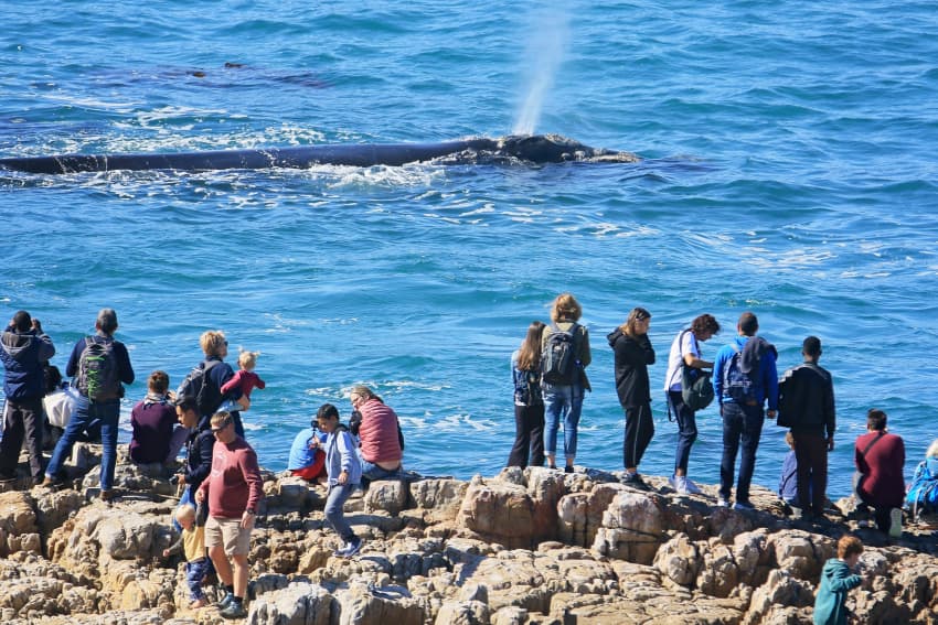 Hermanus