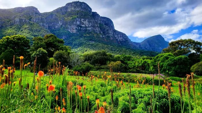 Kirstenbosch National Botanical Gardens Walking Tour