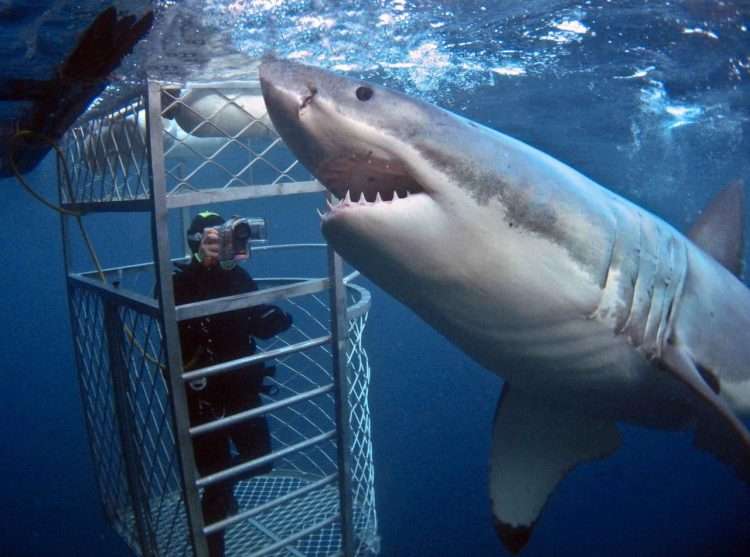 Shark Cage Diving