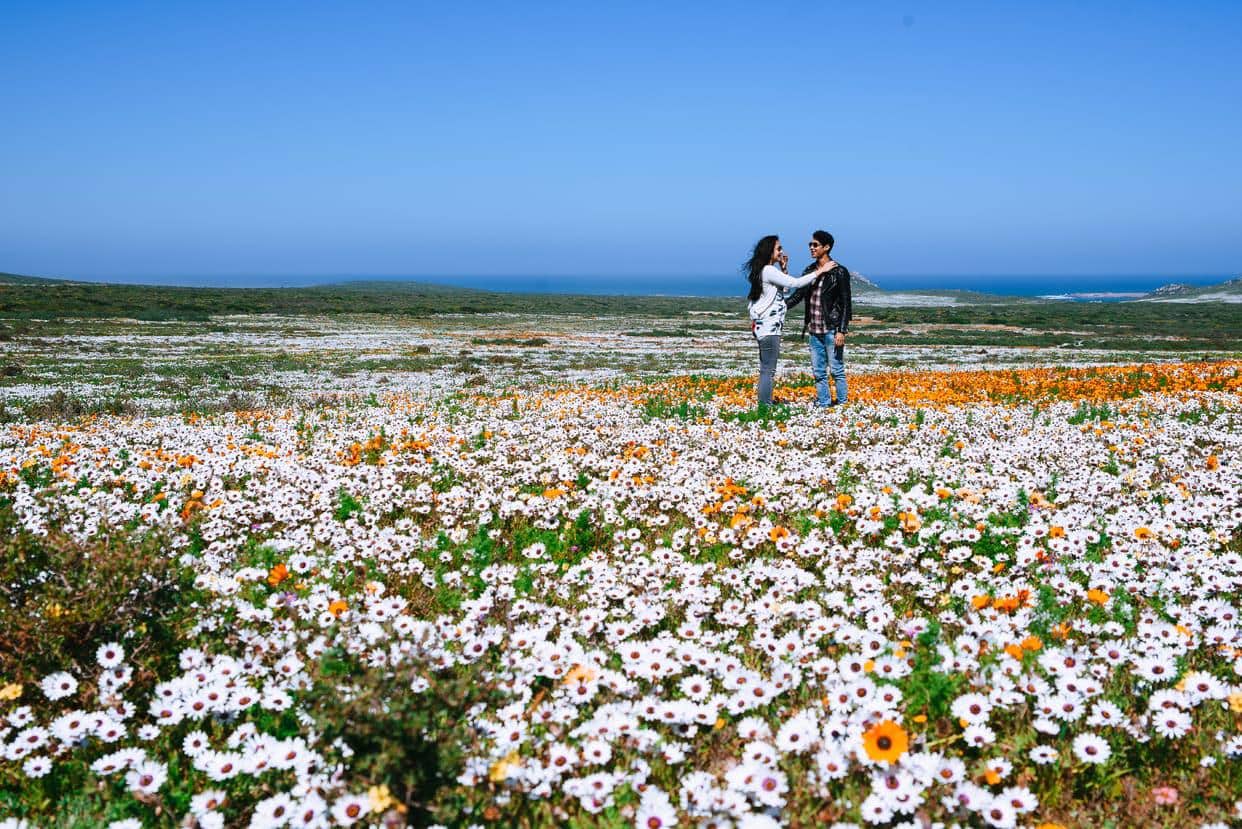 Spring Wild Flowers