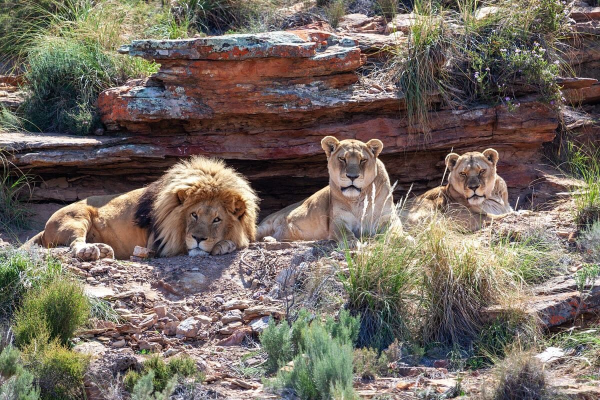 Safari tour