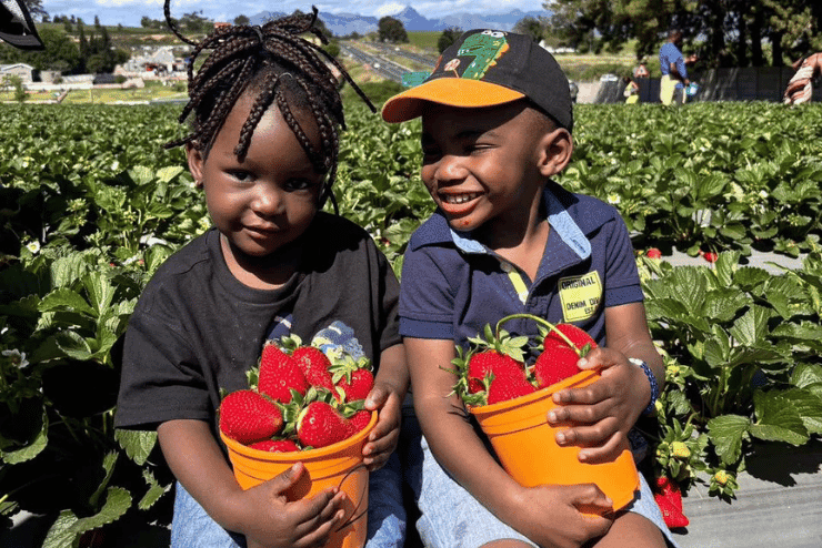 Strawberry picking