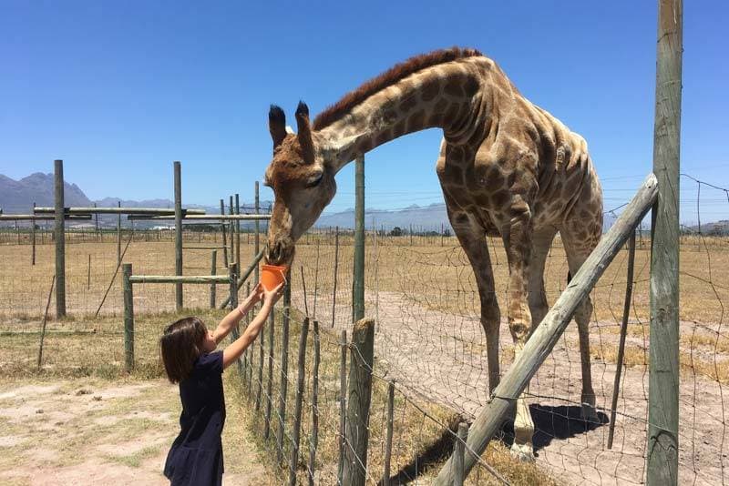 Giraffe