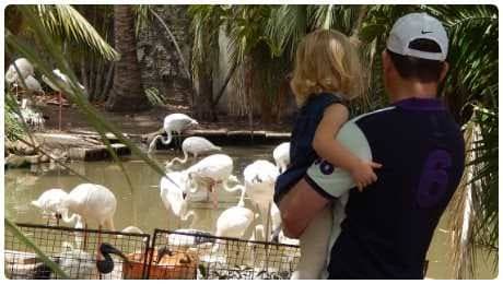 Exotic birds